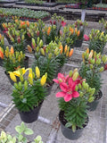Blooming Plants *Call for Availability and Pricing*