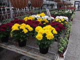 Blooming Plants *Call for Availability and Pricing*