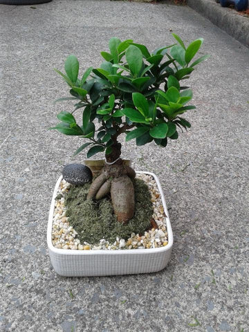 Bonzi Plant