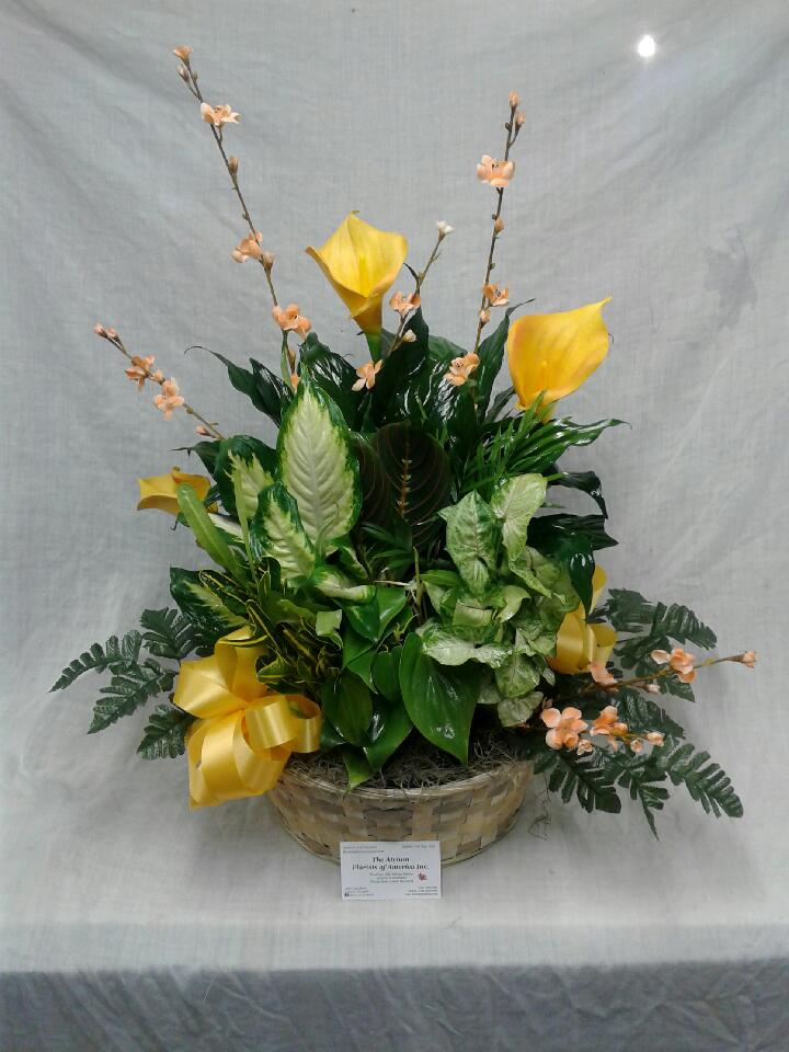 Callalily Dish Garden