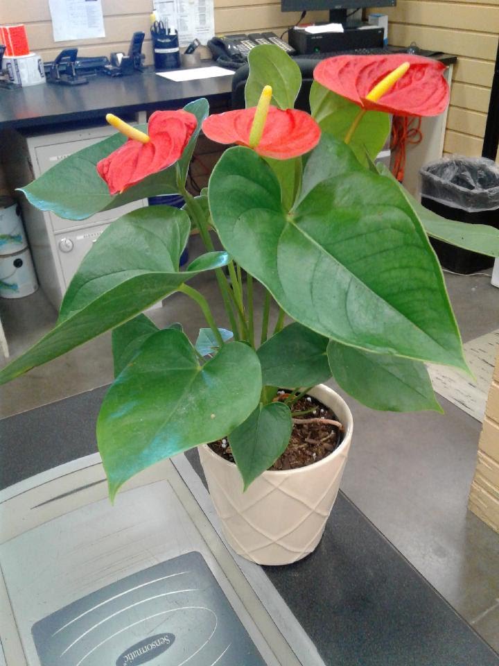 Exotic Blooming Plants