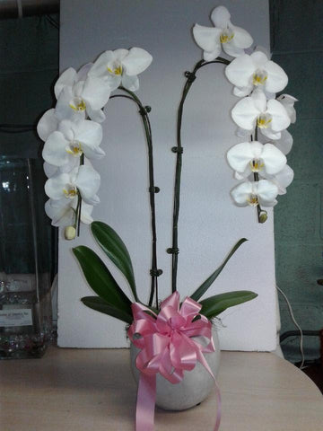 Phalaenopsis Orchids Plant