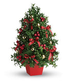 Boxwood Christmas Tree