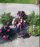 Outdoor Patio Plants