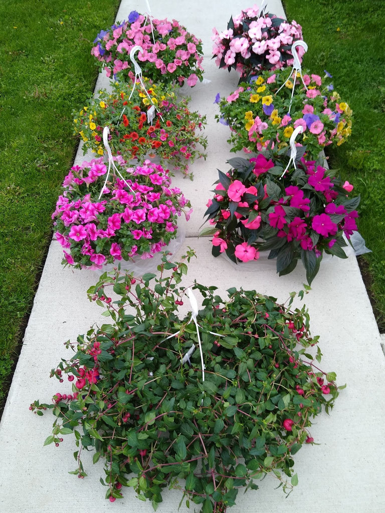 Outdoor Patio Plants